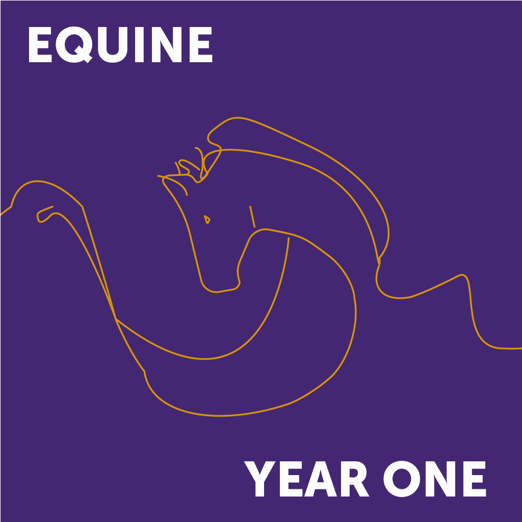 Equine Year 1