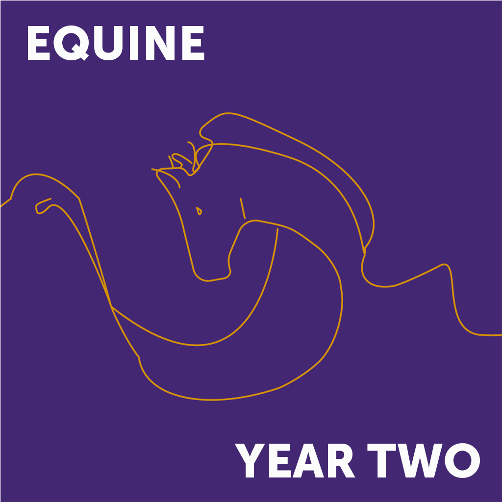 Equine Year 2